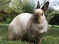 lapin